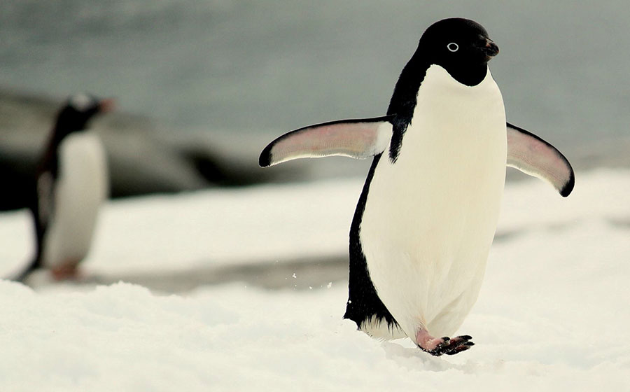 Pinguins caminhando na neve