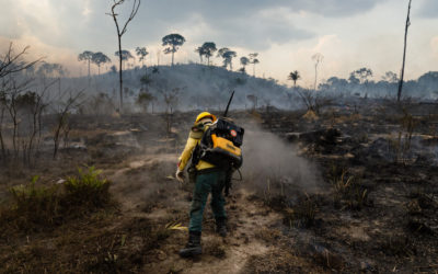 Pantanal in flames: UFF professors explain recent fires and their effects